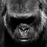 Фото профиля gorilla_lg♣️