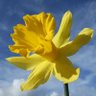 Daffodil's profile picture