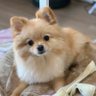 Фото профиля ポメとイヴの毎日日記