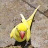 Nascent profil fotoğrafı