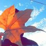 د.كنزة profil fotoğrafı