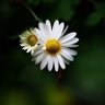 Nesil_han's profile picture
