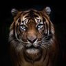 Profilbild von 🐅🐅 SAAD