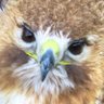 Фото профиля T.D ornithology fan