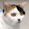 ウンキ's profile picture