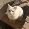 きょきょ profil fotoğrafı