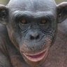 the big nosed's profile picture