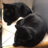 crazy cat lady's profile picture