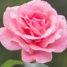 Фото профиля StahirS