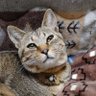 Profilbild von ユカタネ🐈