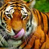 استغفر الله العظيم profil fotoğrafı