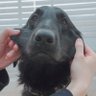 カネブーン 的头像