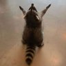 Profilbild von 𝓒𝓱𝓲𝓪
