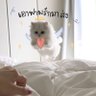 Фото профиля เจ้าแมวมามอบความรัก❄️🐱