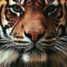 Dashka Chenges's profile picture