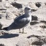 Фото профиля LSeagull