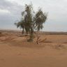 صَقْر 的头像