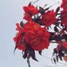 Фото профиля Lemonadebleue