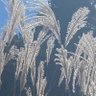 声ナシ 的头像