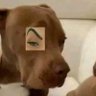 Dan profil fotoğrafı