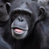 Hamburger Affe's profile picture