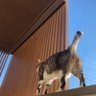 ユニ猫ーン🦄🐱 的头像
