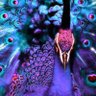 peacock's profile picture