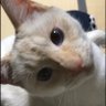 つきみおせ's profile picture