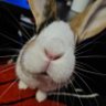 Фото профиля Ross 🐇