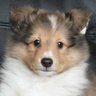 グリーンケリー's profile picture