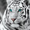 Profilbild von RS