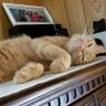 NiyakoForever profil fotoğrafı