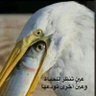 Profilbild von 🇸🇦 ابتسام