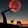 Elaunire profil fotoğrafı