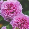 emma☆rose☆別腹別胤説・陰謀論はお断り・DNA鑑定署名は要らん！ 的头像