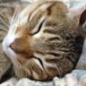 ステ profil fotoğrafı