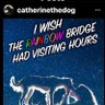 Catthedogalways13's profile picture
