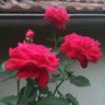 Фото профиля Chacossisson2358