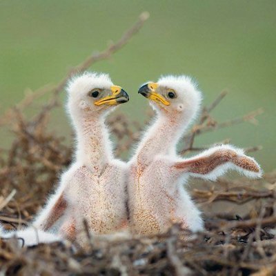The Eagle flies free's profile picture
