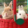 うさぎのぽっけ profil fotoğrafı