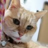 Фото профиля ななこ