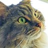 Dos Los Gatos's profile picture