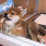 Profilbild von 人生悟ってる犬者