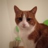Inge's profile picture