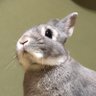 うさぎのちみ🐰🥬's profile picture
