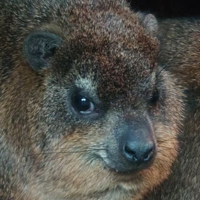 カッパさん's profile picture