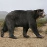 arctotherium's profile picture