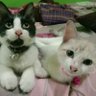 Фото профиля Mama meong Mamanya Angela