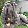 Фото профиля Il Mastino dei Baskerville