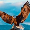 Фото профиля 𝐉𝐎𝐍𝐀𝐓𝐇𝐀𝐍. 🦅